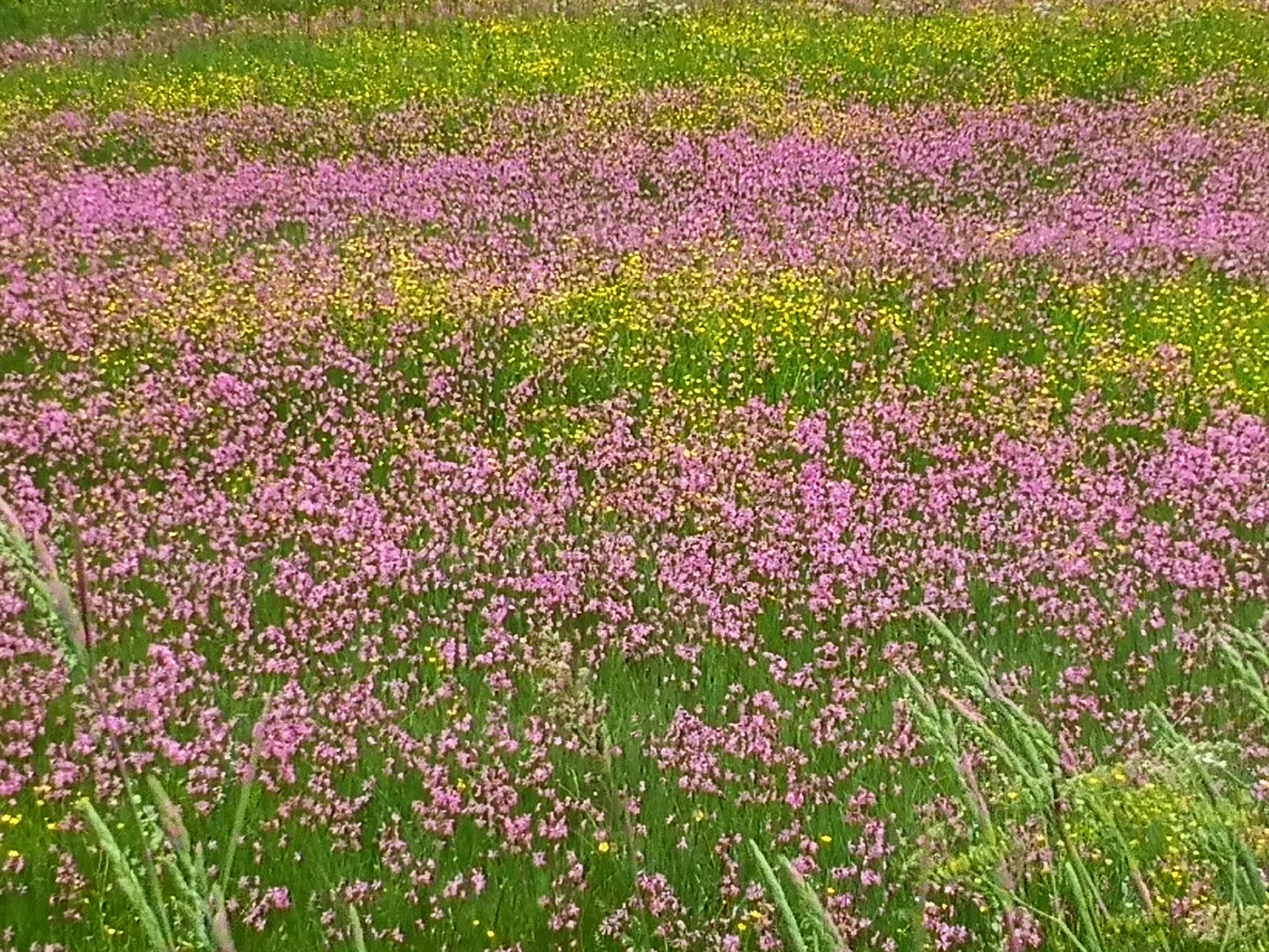 blomstereng