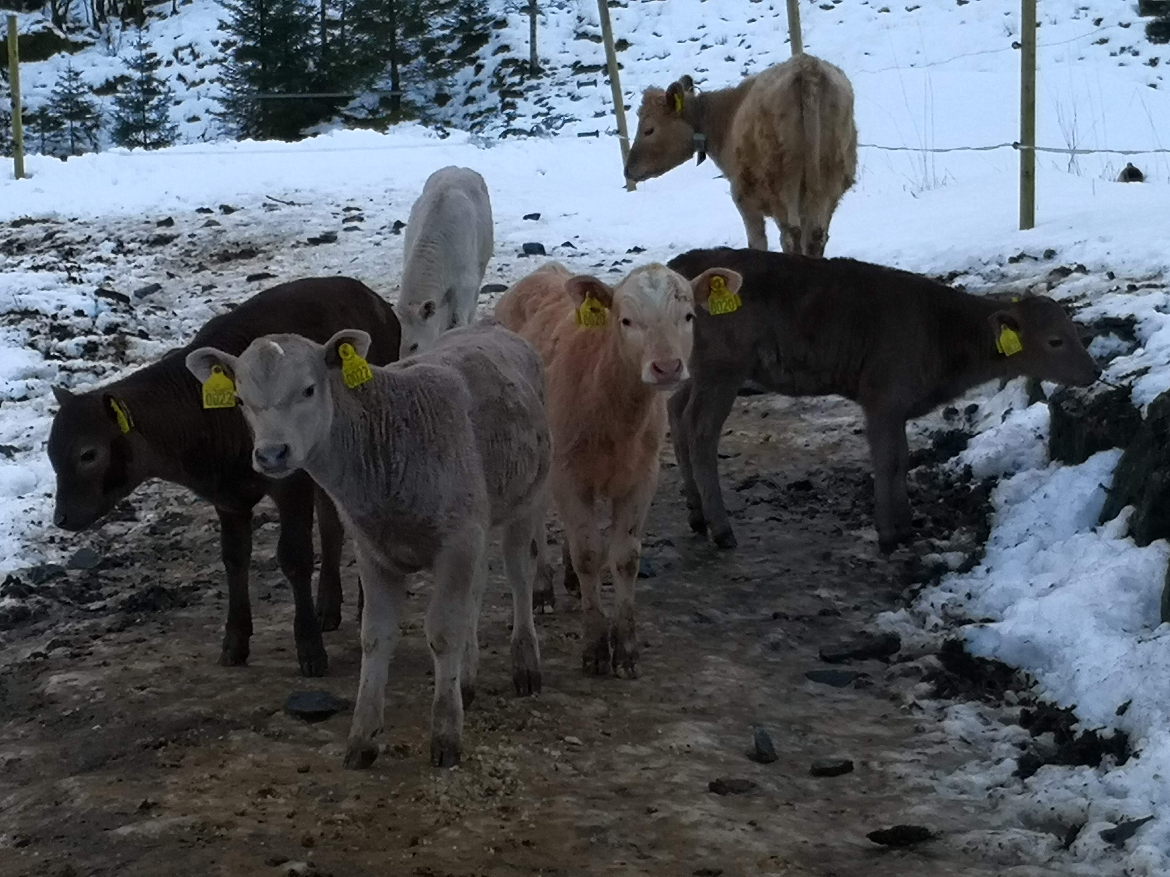 dyra har gått inn og ut som dei vil igjennom ei kjølegarding