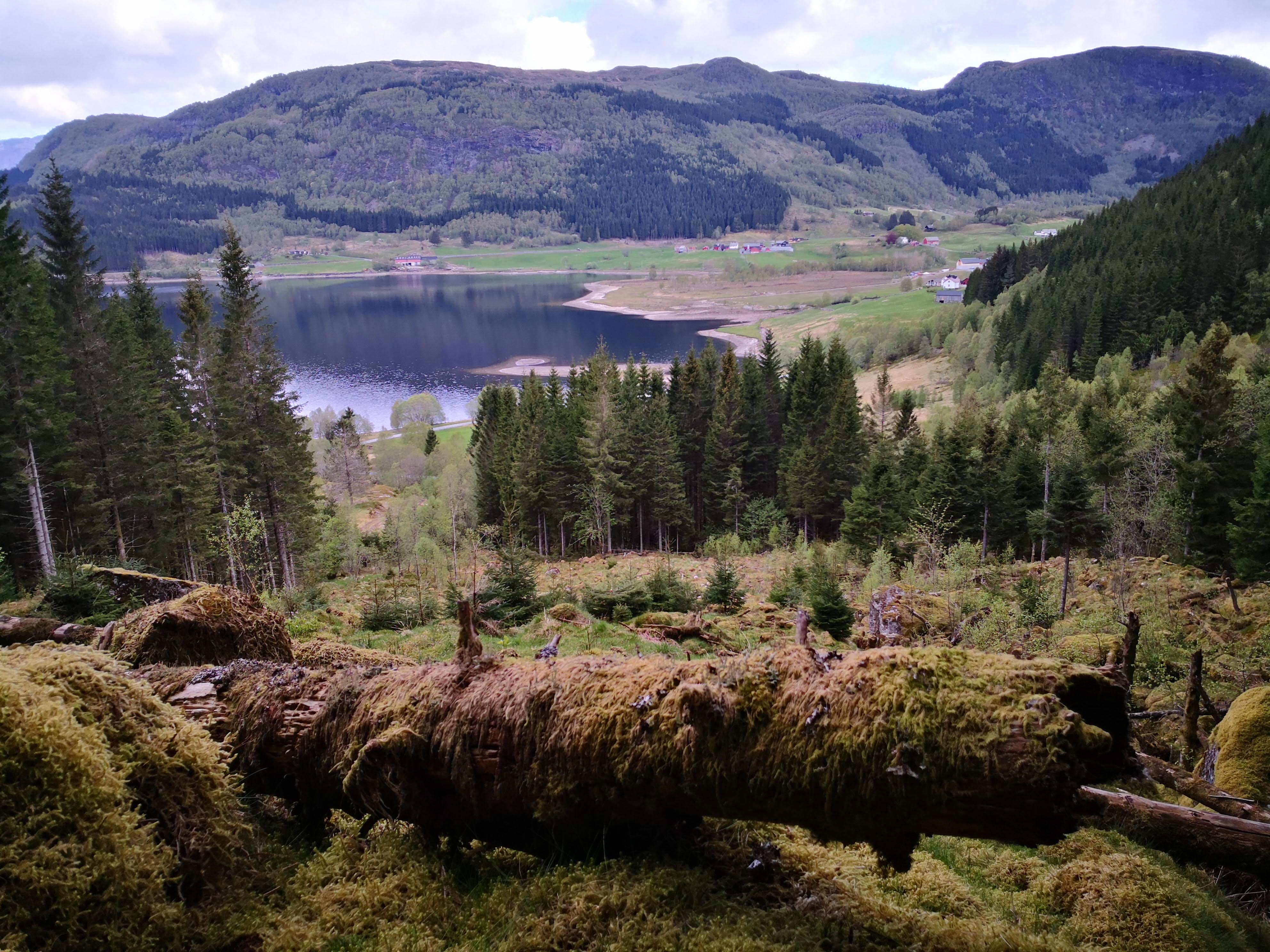 hogstfelt ytre beite mykje skog igjen